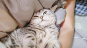 美国短猫在线吃瓜,揭秘宠物界的趣味生活